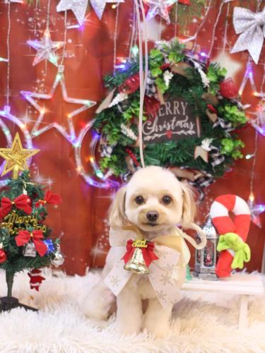 20231216ちゃいろくん